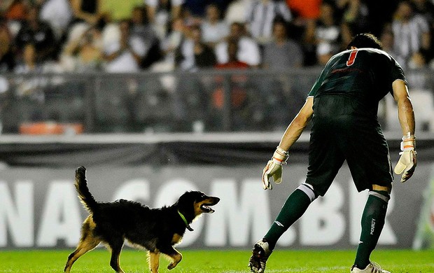 Ricardo berna náutico botafogo cachorro são Januário Série A (Foto: Dhavid Normando / Futura Press)